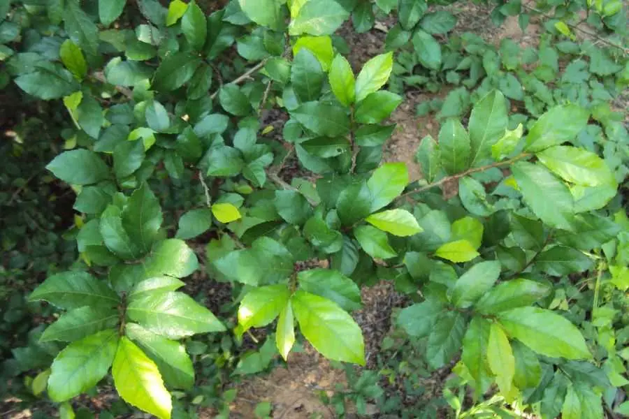 Trong vỏ của cây hoàng anh có chứa 1 số chất có tác dụng diệt côn trùng.