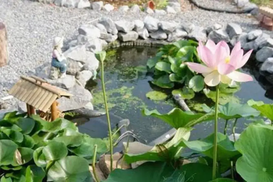 Hoa sen khi trồng trong hồ cá sẽ thể hiện được vẻ đẹp nhẹ nhàng, thanh cao.