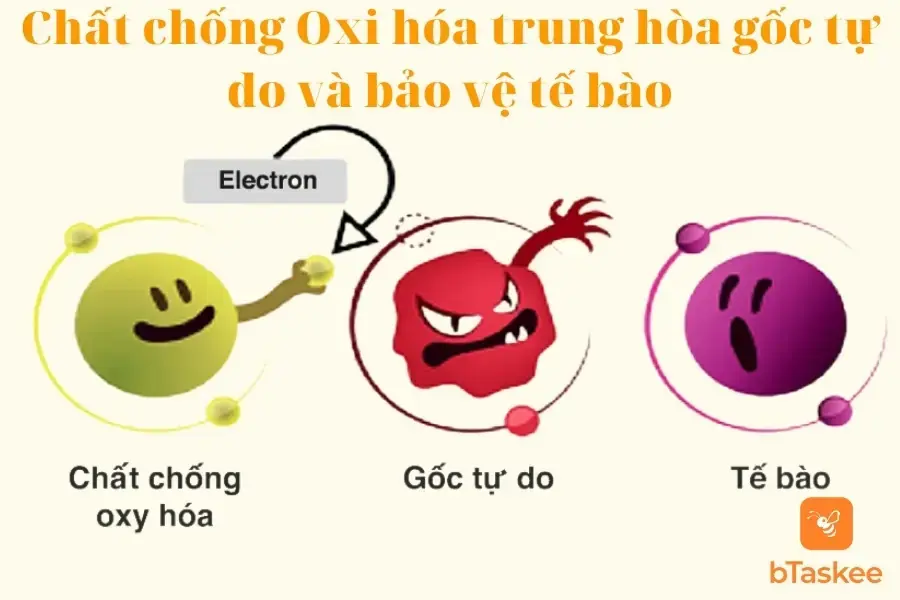 Chất chống Oxy hóa trong chanh dây trung hòa các gốc từ do và bảo vệ tế bào.