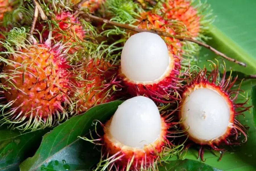 Cách chọn chôm chôm dựa vào phần cùi