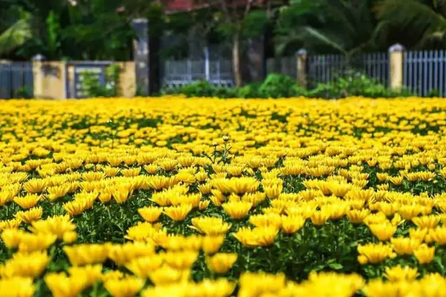 Vườn cúc vàng nở rộ vào đầu Xuân.
