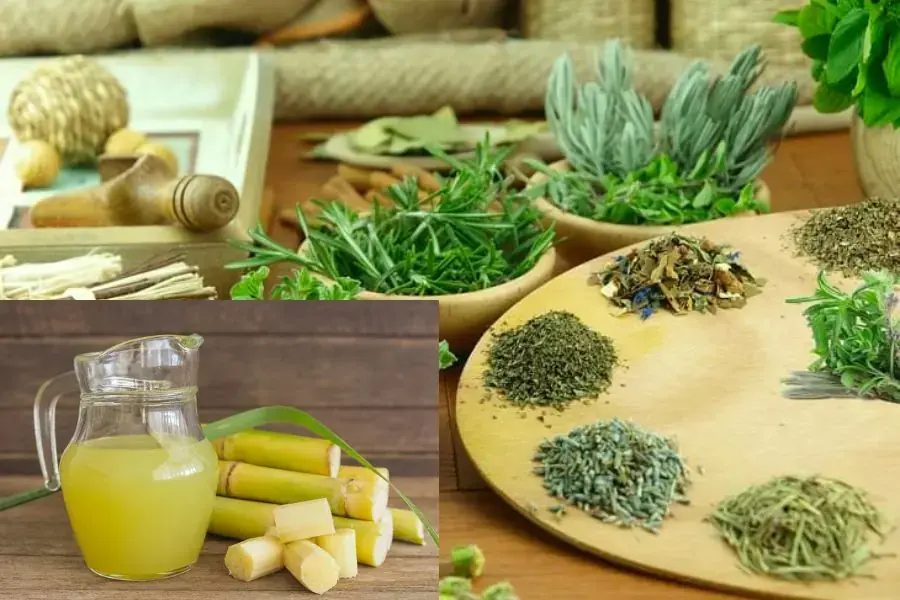 Các bài thuốc dân gian chữa bệnh từ cây mía