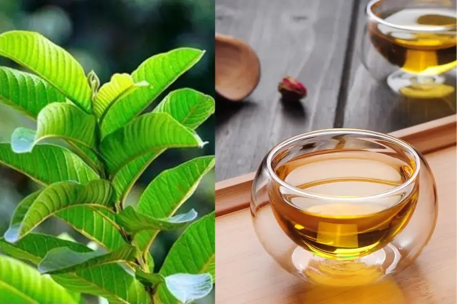 Nước lá ổi tươi giúp giảm cân và tốt cho hệ tiêu hóa