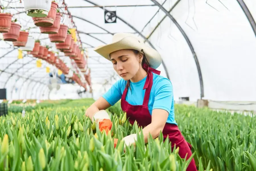 Trong 7-10 ngày đầu sau khi trồng, bạn không cần bón phân nhưng cần loại bỏ những củ xấu.