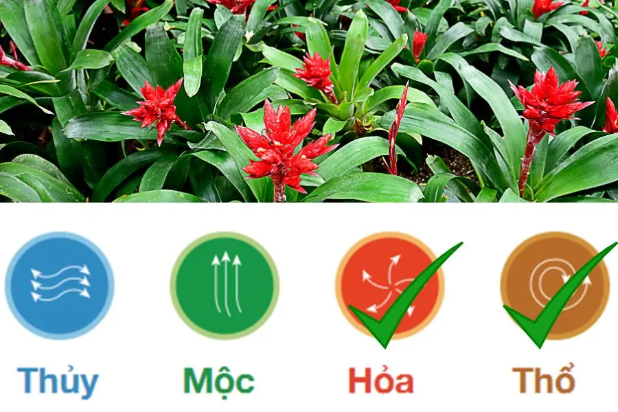 Cây dứa cảnh nến mang mệnh Hỏa, hợp với người mang mệnh Hỏa, Thổ.