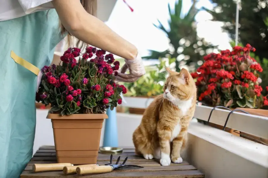 Nên để thú cưng ở ngoài ban công để việc dọn vệ sinh và ăn uống cho chúng dễ dàng hơn 