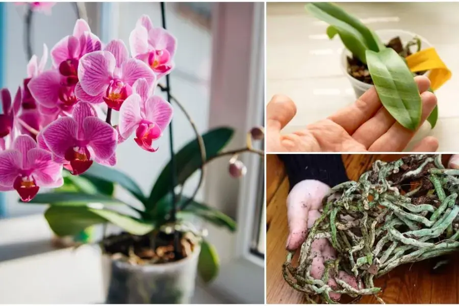 Chuẩn bị giá thể và chậu (Hình ảnh: Blooming Backyard)