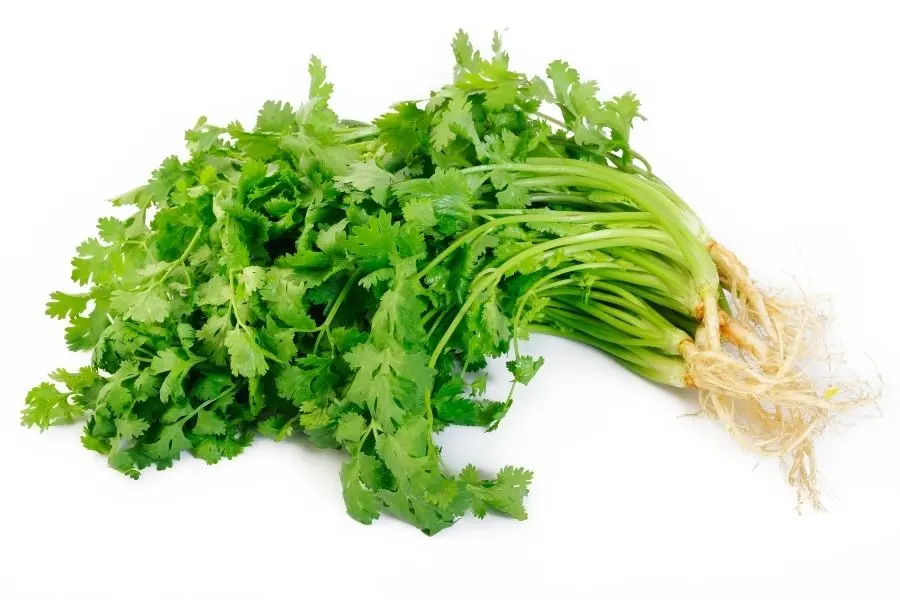 Ngò rí là tên gọi khác của rau mùi