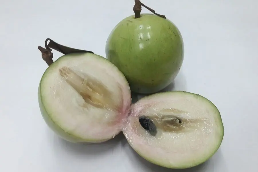 Tác dụng của vú sữa đối với sức khỏe