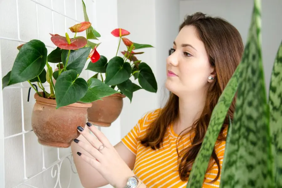 Sắc đỏ của cây hồng môn giúp tô điểm thêm không gian sống của bạn bắt mắt hơn.