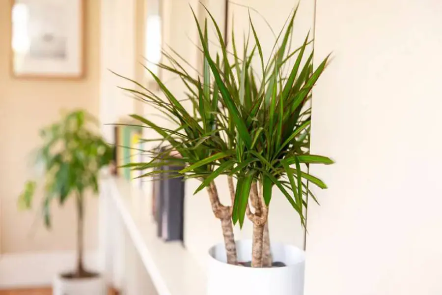 Về mặt phong thủy, cây phát tài núi mang rất nhiều ý nghĩa tốt lành.