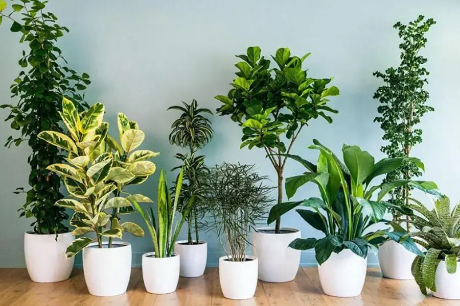 Chọn các loại cây tốt phù hợp với điều kiện sống để làm tiểu cảnh