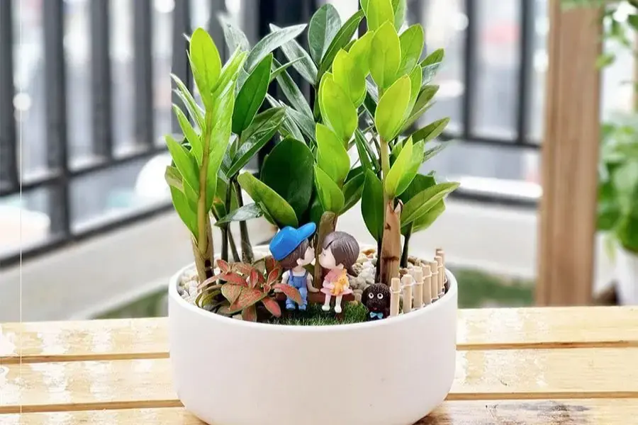 Không nên lựa chọn chậu trồng quá lớn so với kích cỡ của cây.