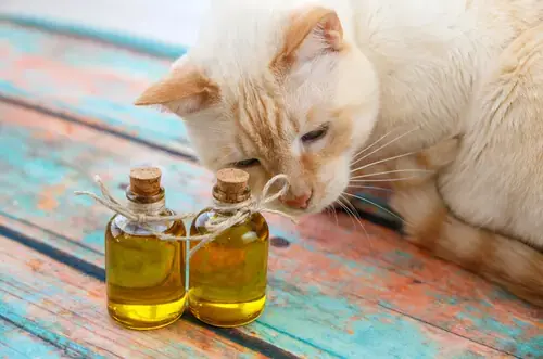 Tinh dầu khử mùi chó mèo (Nguồn: misanimales.com)