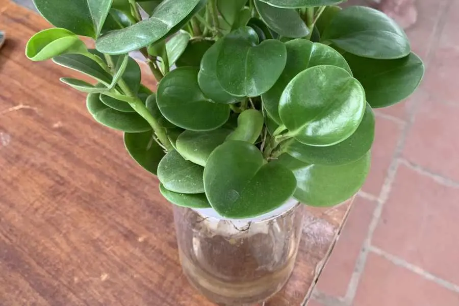 Loại bỏ phần rể già, hư hỏng để trồng cây trong nước.