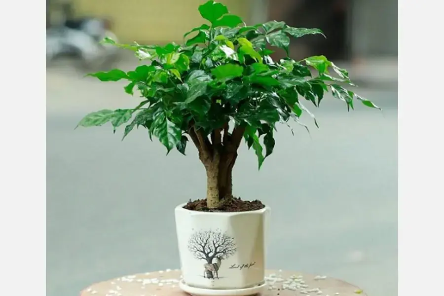Giá bán chính xác phụ thuộc vào kích thước của cây.