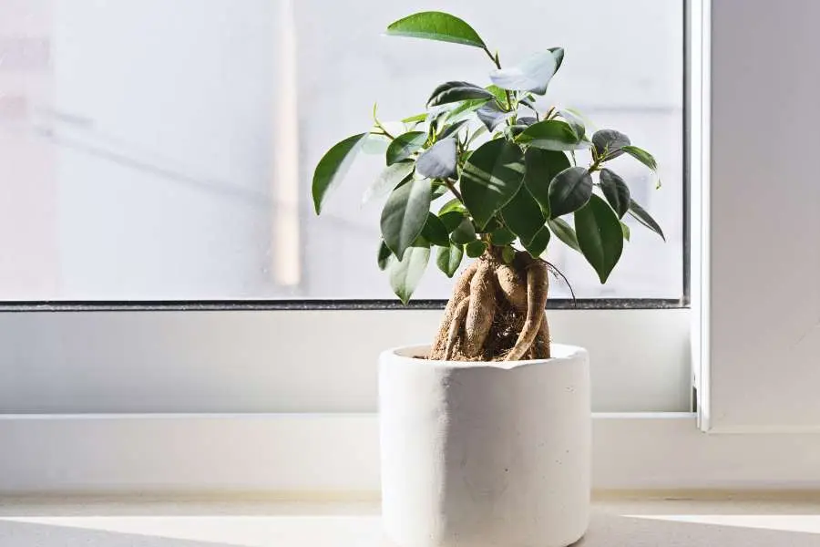 Cây xanh mang ý nghĩa tượng trưng về sự tươi mới, mang lại năng lượng tích cực.