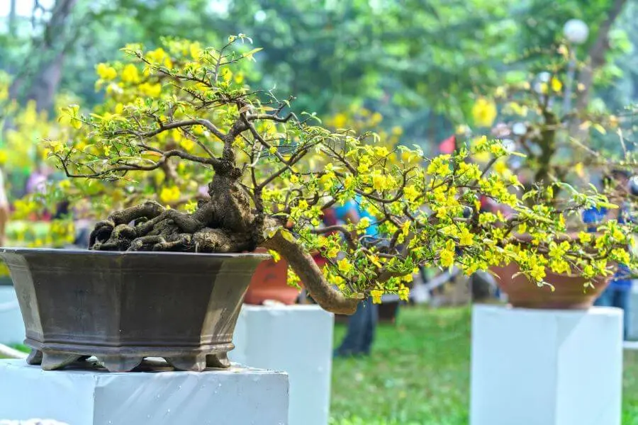 Hoa mai ngày Tết được uốn thế thác đổ vô cùng bắt mắt.
