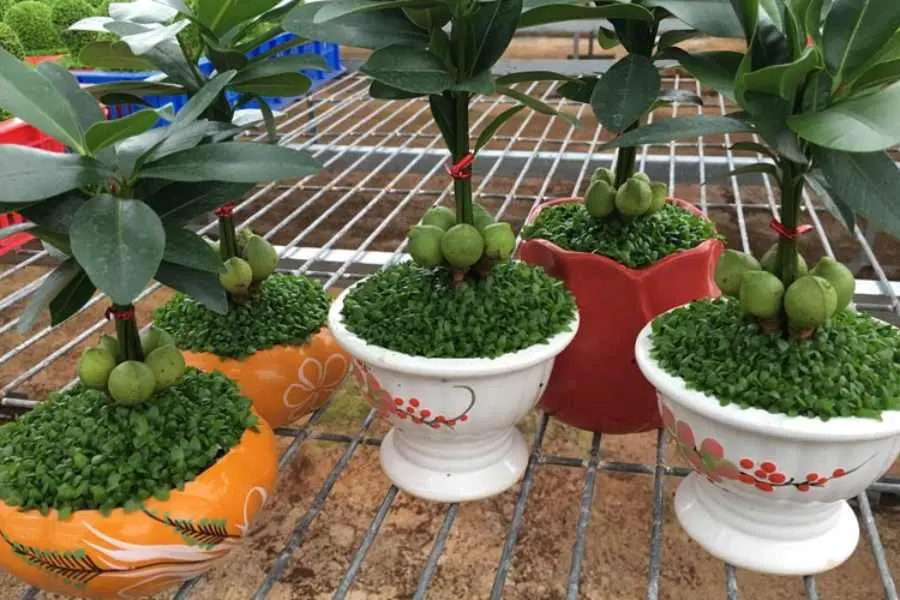 Chậu cây tài lộc thích hợp trồng trước nhà.
