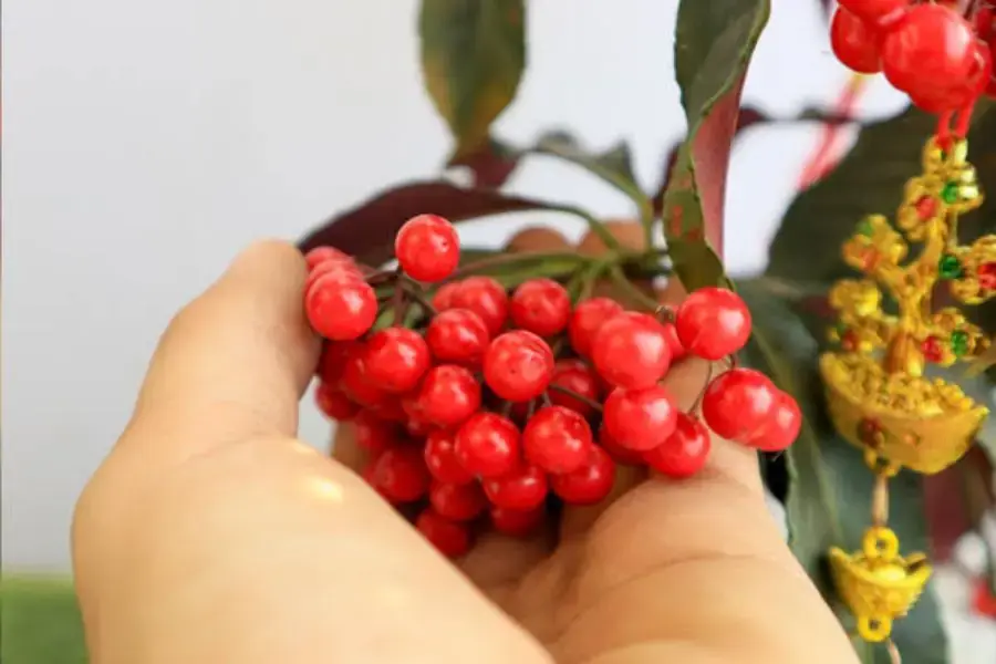 Nhân giống bằng hạt của cây.