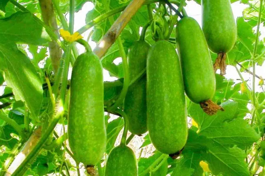 Bí đao có thể kết hợp với thịt heo bằm là một trong các loại rau quả cho bé ăn dặm ngon và đủ dinh dưỡng.