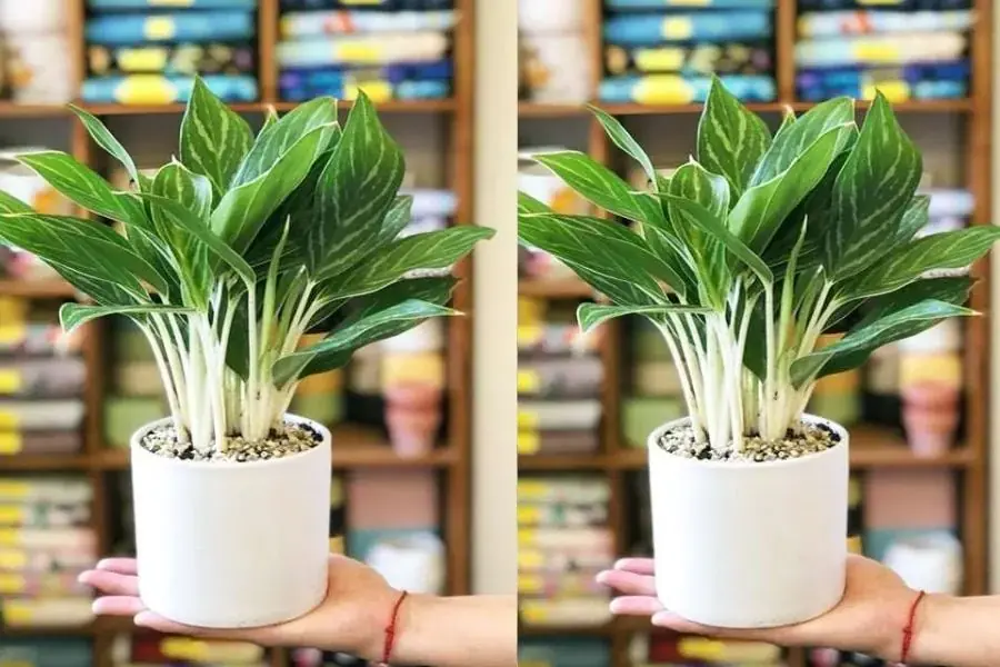 Giữ Tiền ưa ánh sáng vừa phải trong nhà.