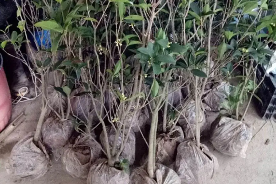 Cây mộc hương có thể nhân giống qua chiết cành và giâm cành.