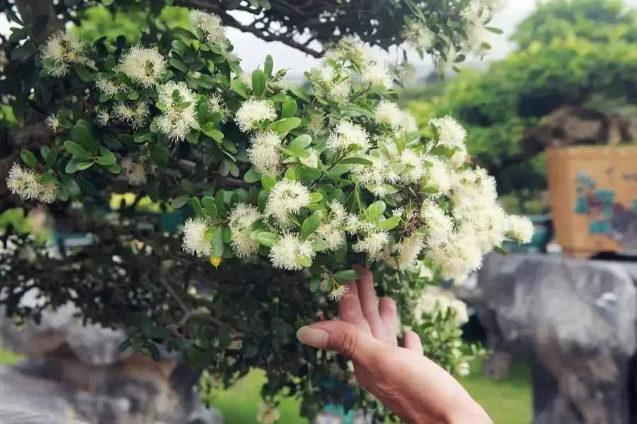 Hải Châu ra hoa màu trắng tinh khôi vô cùng đẹp mắt.