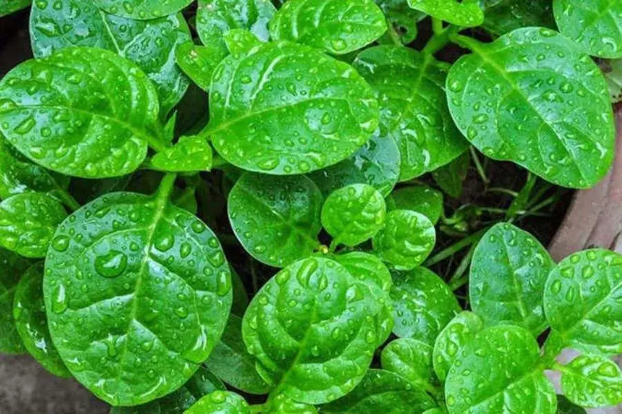Ăn rau giúp cung cấp chất xơ dồi dào cho cơ thể.