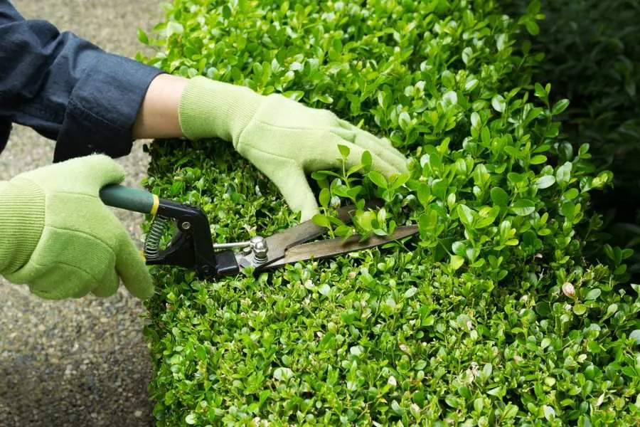 Cắt tỉa những cành cây đã bị héo