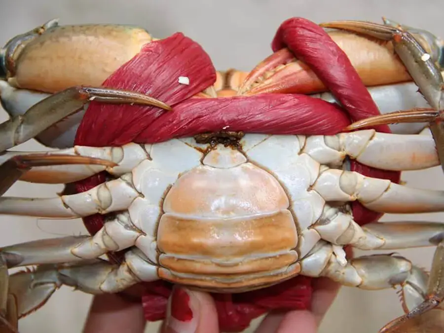 Cua yếm vuông khá nhỏ nhưng thịt chắc và ngon