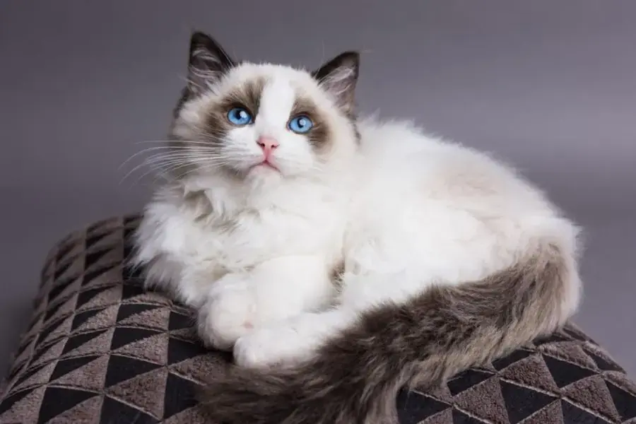 Mèo Ragdoll nổi bật bởi đôi mắt màu xanh dương.