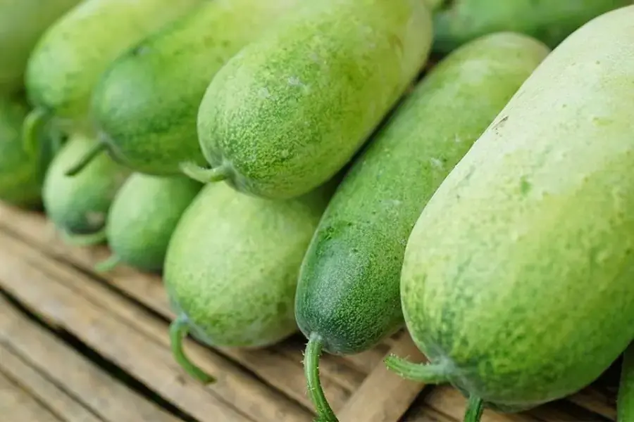 Cuống bí đao