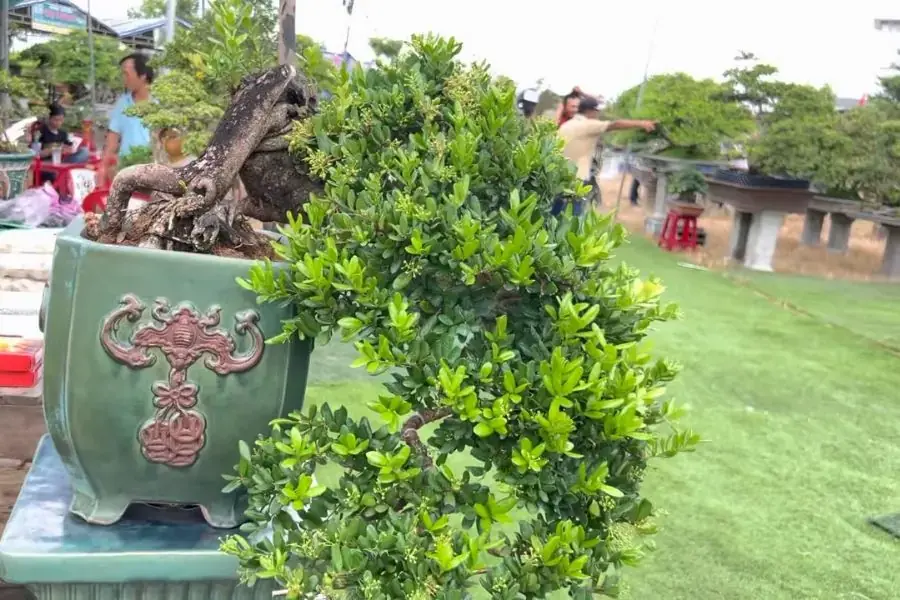 Cây Hải Châu lá lớn.