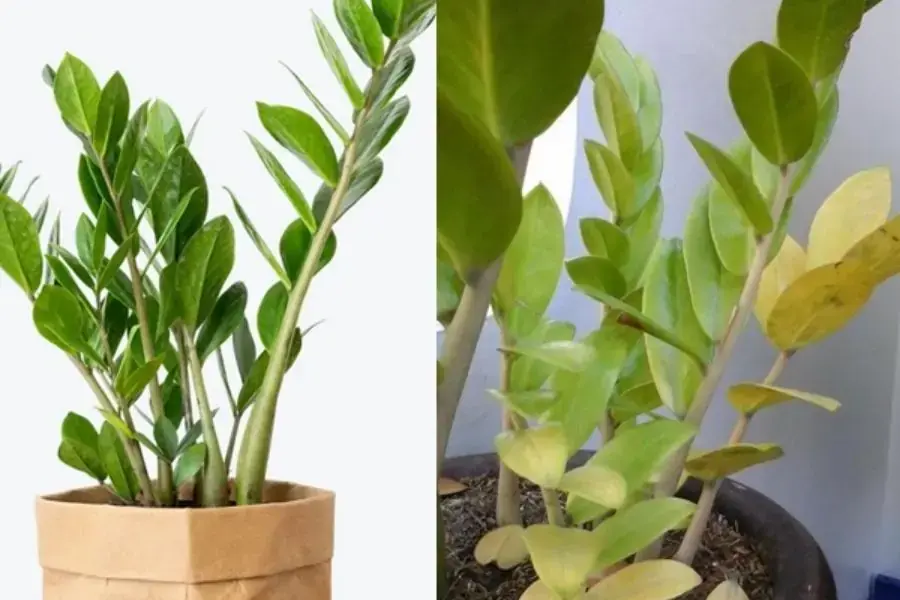 Nấm hoặc vi khuẩn là một trong những bệnh thường gặp của cây kim tiền