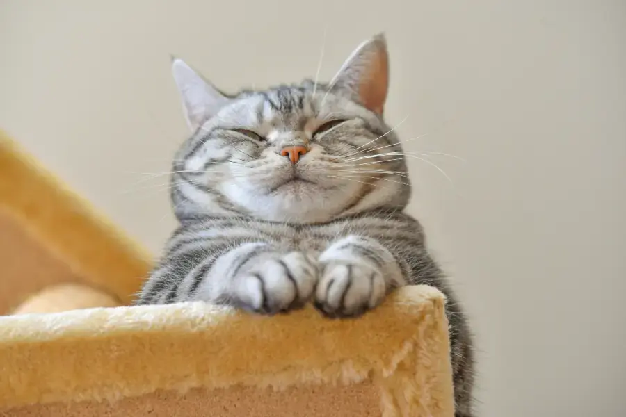 Mèo bị la mắng sẽ khiến chúng dễ bị stress