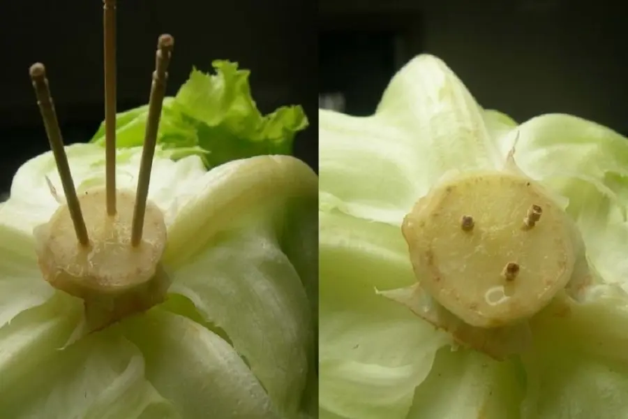 Dùng 3 que tăm nhọn đâm sâu vào cuống bắp cải để có thời gian bảo quản lâu hơn