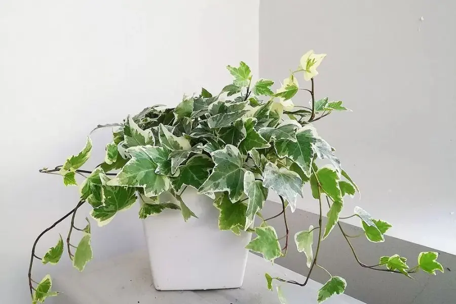 Trồng cây thường xuân để leo lên khung cửa sổ lớp học, tạo cảnh quan xanh mát.