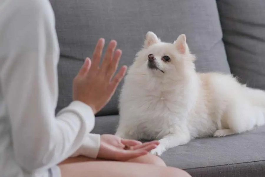 Chó Phốc Sóc lai Nhật ở giai đoạn này gần như đã phát triển hoàn thiện.
