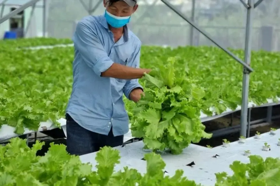 Cách trồng rau xà lách thủy canh giúp rút ngắn thời gian thu hoạch rau đáng kể