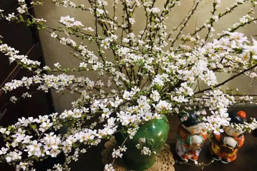Tuyết Mai được chia làm 2 loại chính là Tuyết Mai rừng và Tuyết Mai thường.