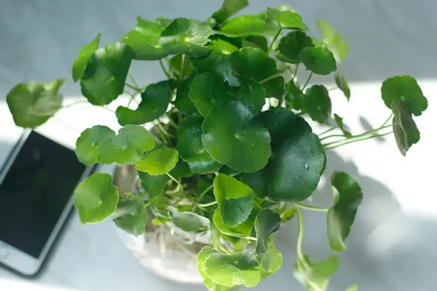 Cây cỏ đồng tiền giúp thu hút tài lộc cho người mệnh hỏa