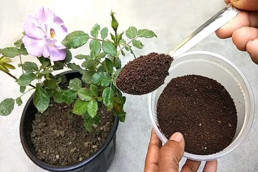 Hoa hồng thích hợp với phân bón hữu cơ