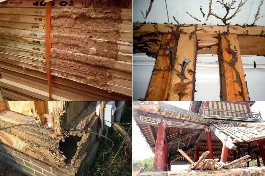 Những dấu hiệu khi mối xuất hiện