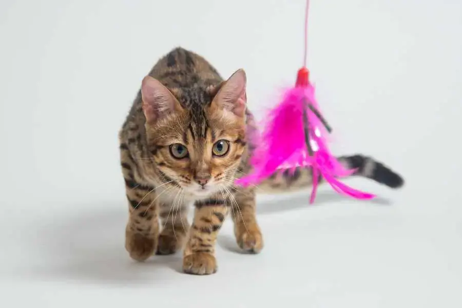Mèo Bengal có kích thước không quá lớn và có thể sống tại nhiều không gian.
