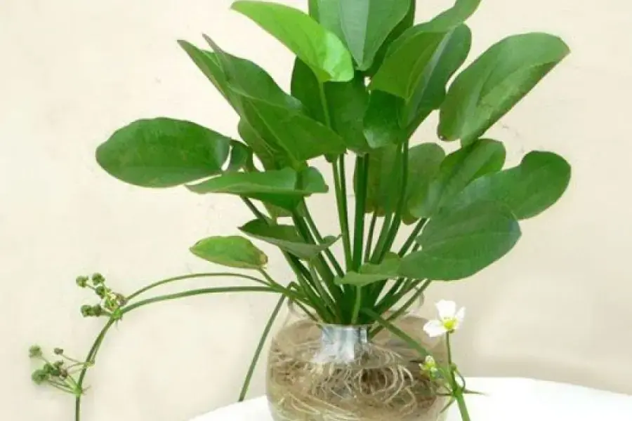 Bách thủy tiên là đại diện cho sự may mắn, thịnh vượng và niềm vui.