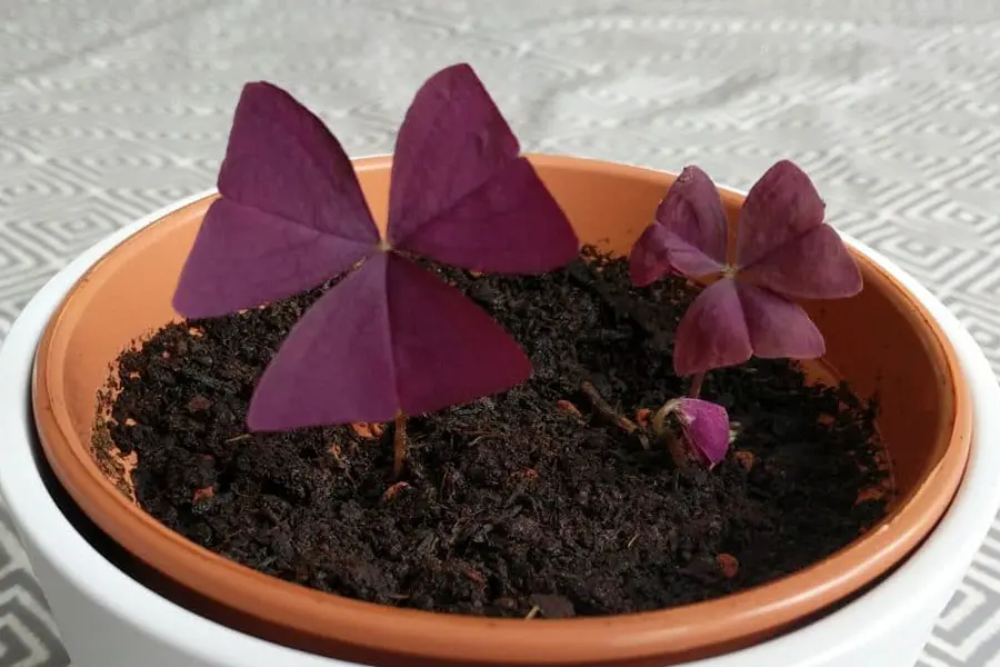 Bướm đêm là loài cây cảnh tương đối dễ trồng và chăm sóc.