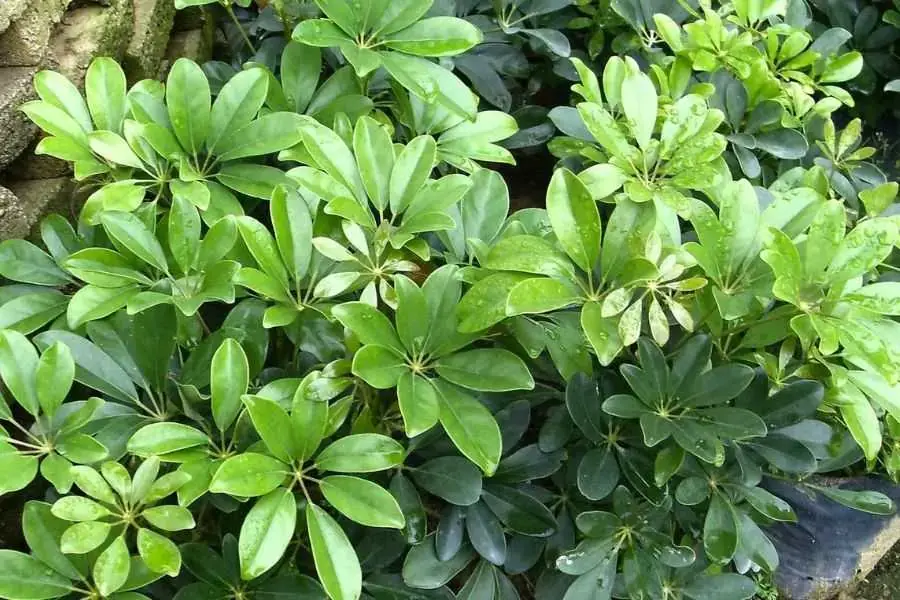 Có thể lựa chọn cây ngũ gia bì đầy may mắn