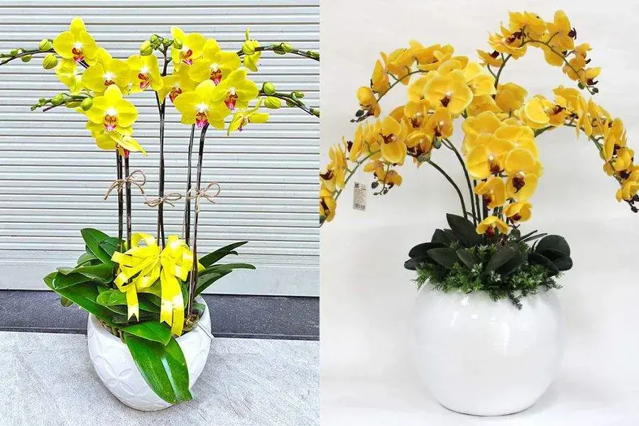 Đặt cây Lan Hồ Điệp trên bàn làm việc giúp không gian sang trọng và thẩm mỹ hơn