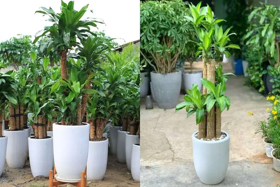 Thiết mộc lan mang lại nhiều lợi ích cho sức khỏe người trồng và ý nghĩa phong thủy